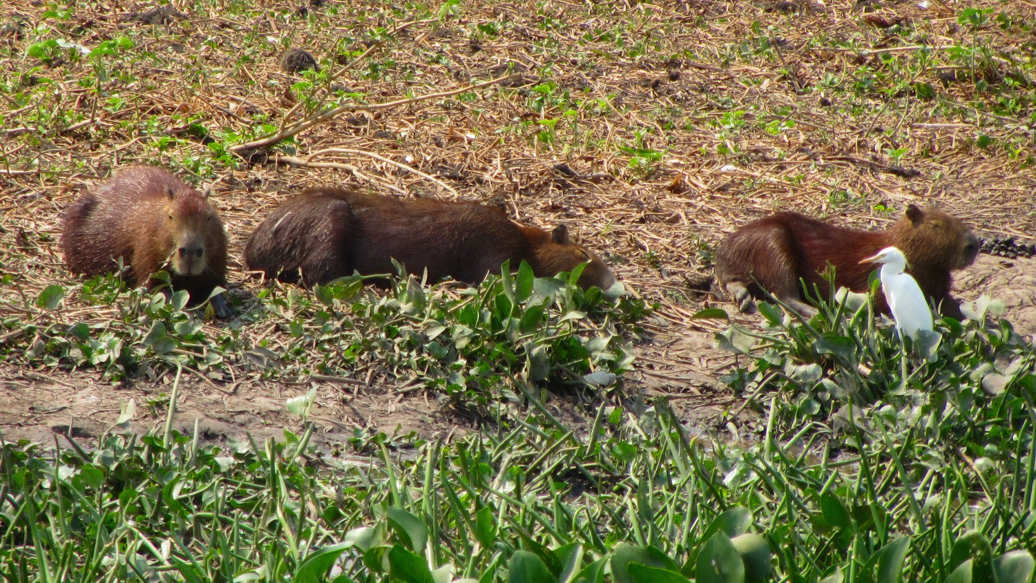 Lazy Capybaras on the road to Porto Jofre, the end of the Transpantaneira